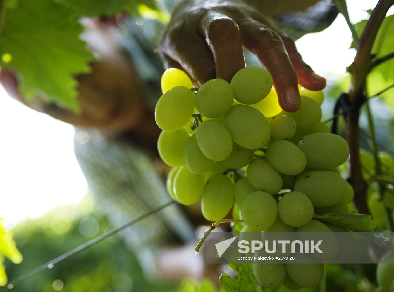 Picking fruits in Crimea