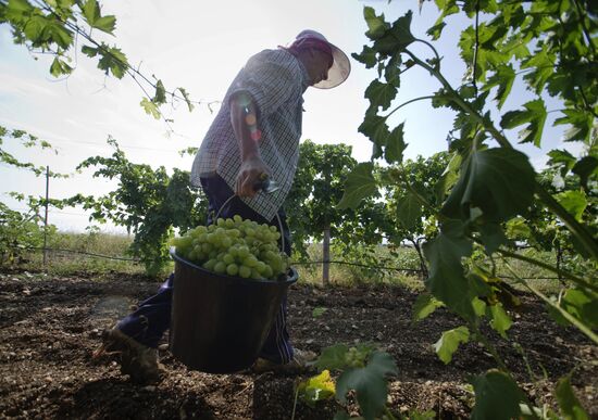 Harvesting fruit in Crimea