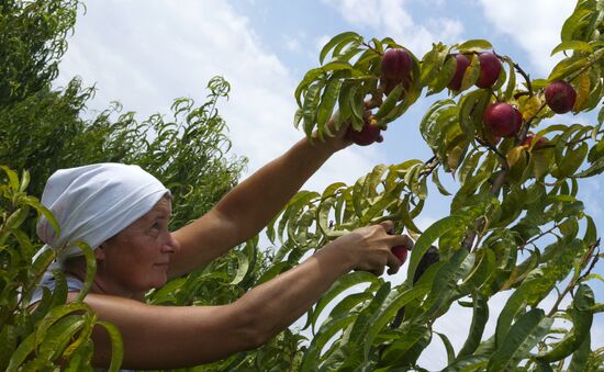 Harvesting fruit in Crimea