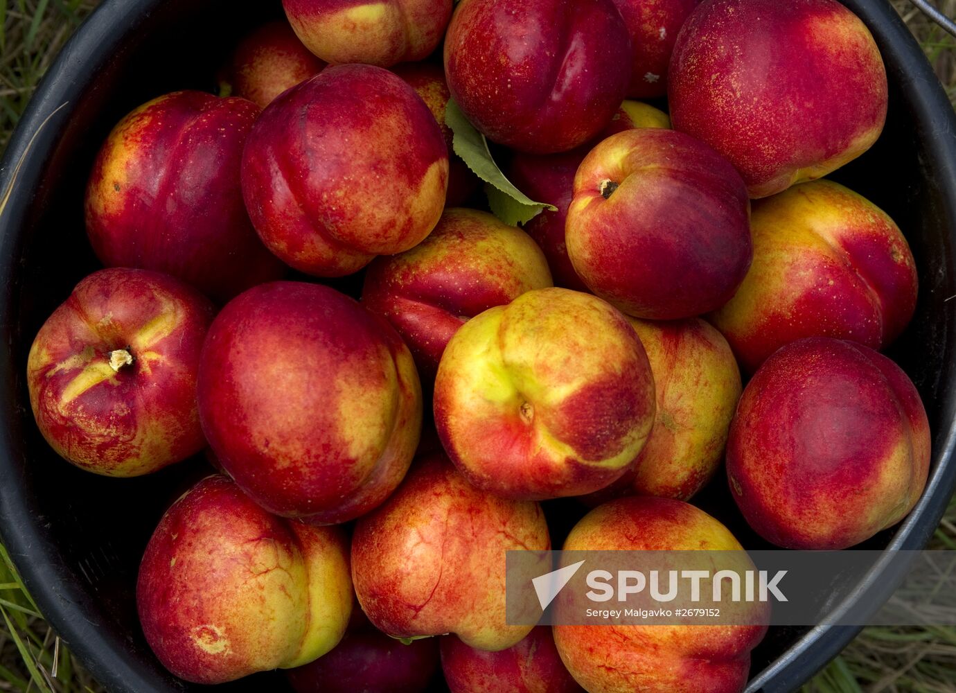Harvesting fruit in Crimea