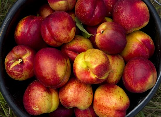 Harvesting fruit in Crimea
