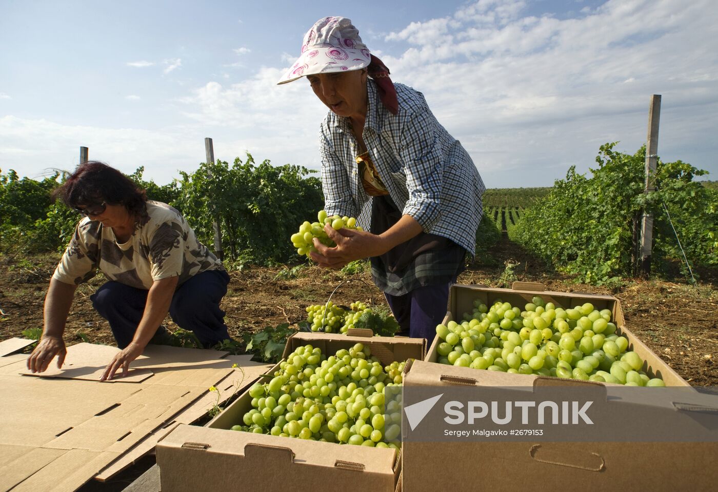 Harvesting fruit in Crimea