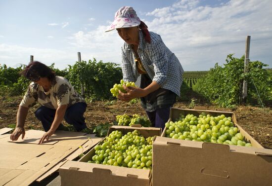 Harvesting fruit in Crimea