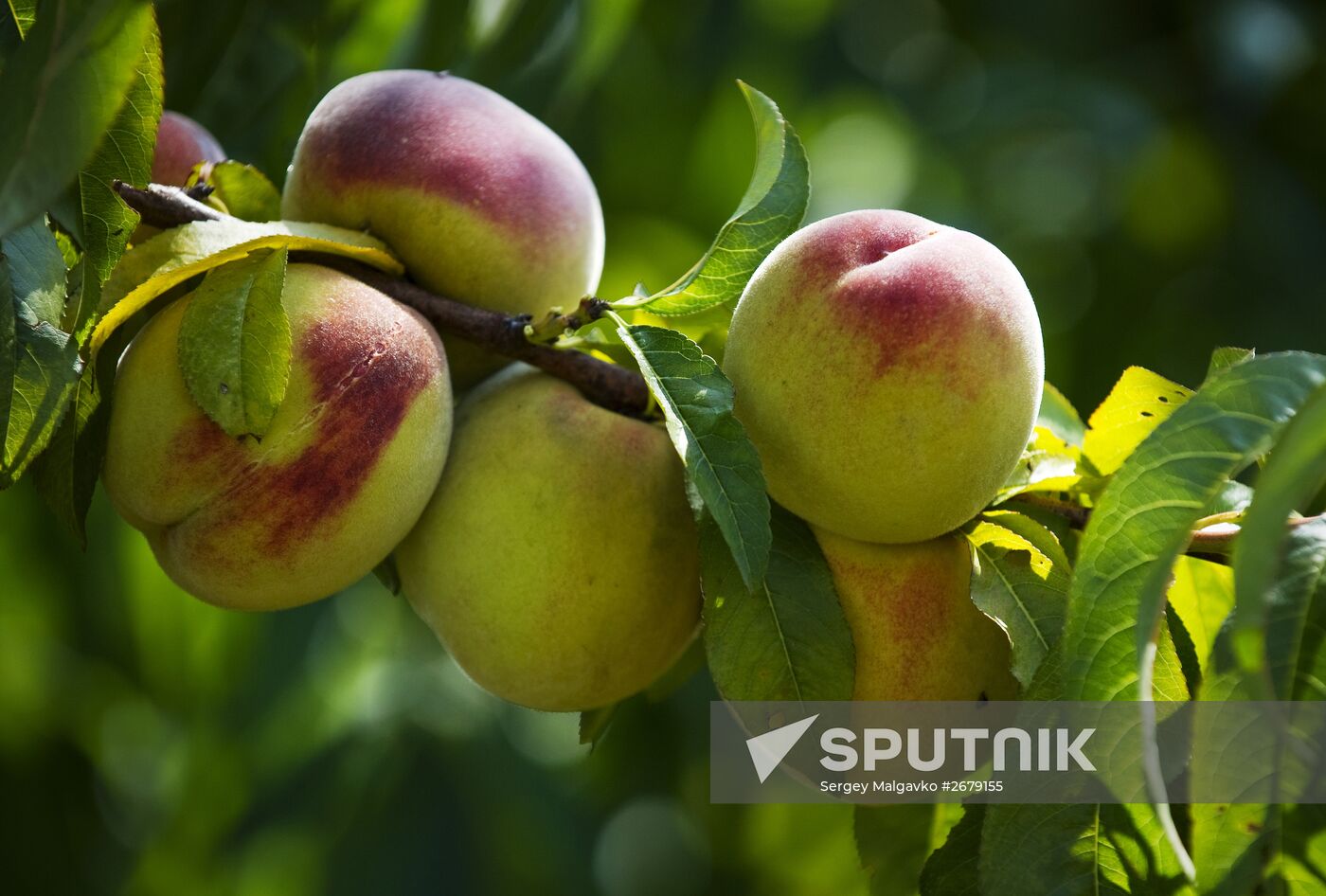 Harvesting fruit in Crimea
