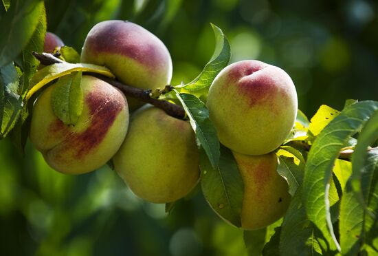Harvesting fruit in Crimea
