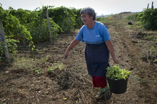 Harvesting fruit in Crimea