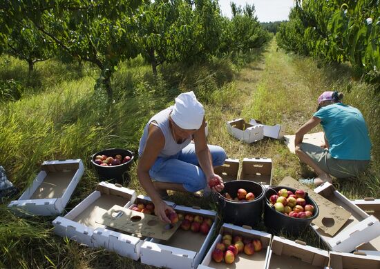 Harvesting fruit in Crimea