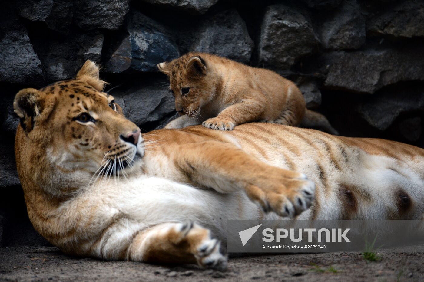 Ligress gives birth to new cubs in Novosibirsk Zoo