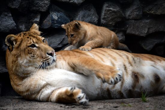 Ligress gives birth to new cubs in Novosibirsk Zoo
