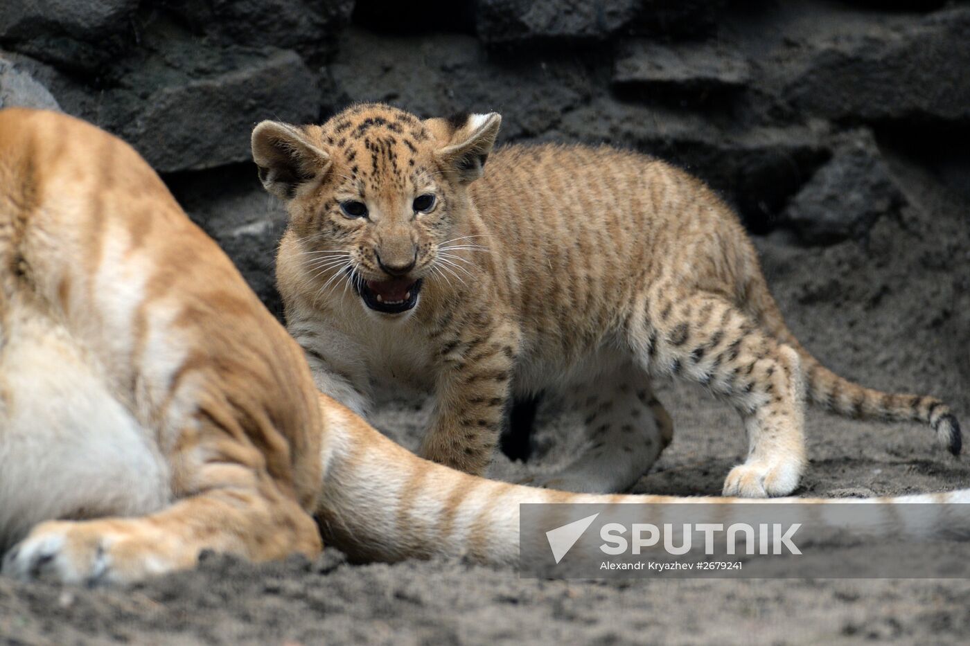 Ligress gives birth to new cubs in Novosibirsk Zoo