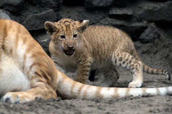 Ligress gives birth to new cubs in Novosibirsk Zoo