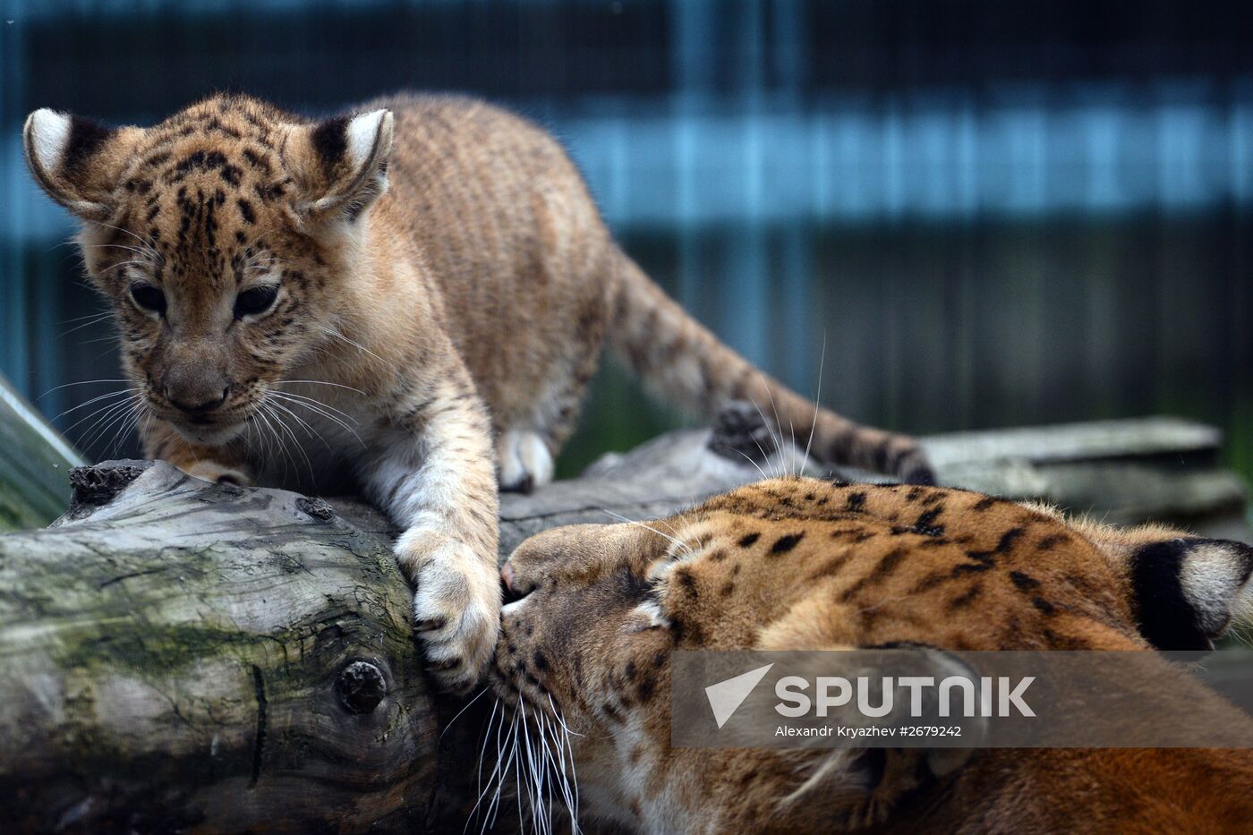 Ligress gives birth to new cubs in Novosibirsk Zoo