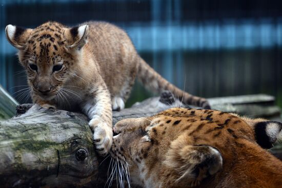 Ligress gives birth to new cubs in Novosibirsk Zoo