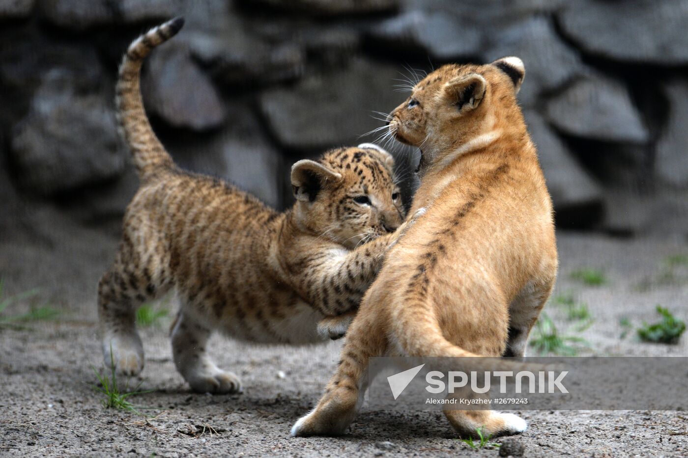 Ligress gives birth to new cubs in Novosibirsk Zoo