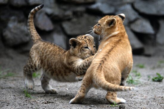Ligress gives birth to new cubs in Novosibirsk Zoo