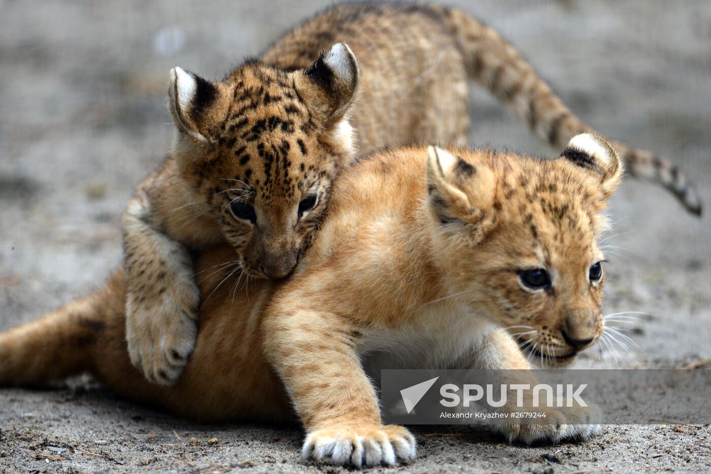 Ligress gives birth to new cubs in Novosibirsk Zoo