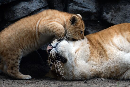 Ligress gives birth to new cubs in Novosibirsk Zoo