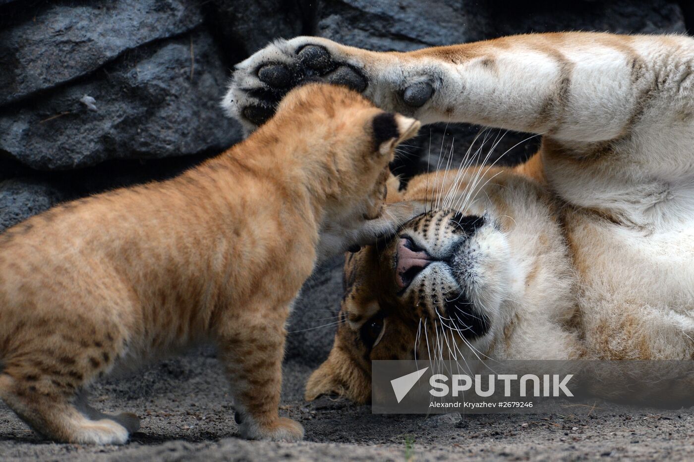 Ligress gives birth to new cubs in Novosibirsk Zoo
