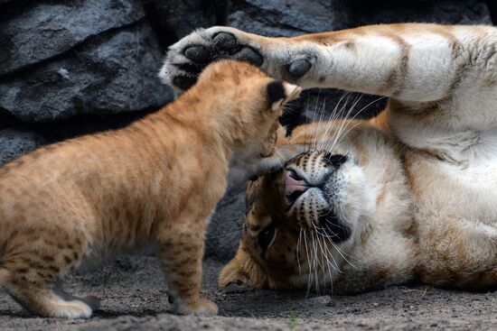 Ligress gives birth to new cubs in Novosibirsk Zoo