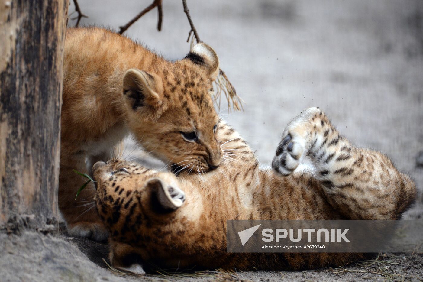 Ligress gives birth to new cubs in Novosibirsk Zoo