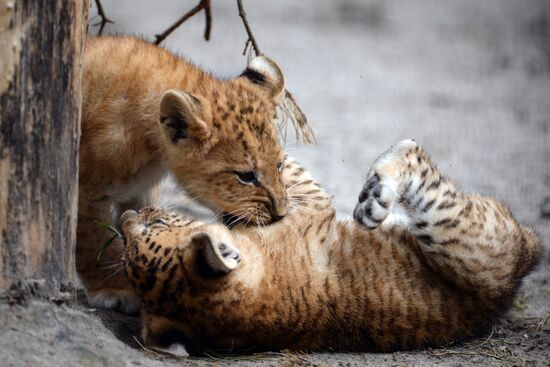 Ligress gives birth to new cubs in Novosibirsk Zoo