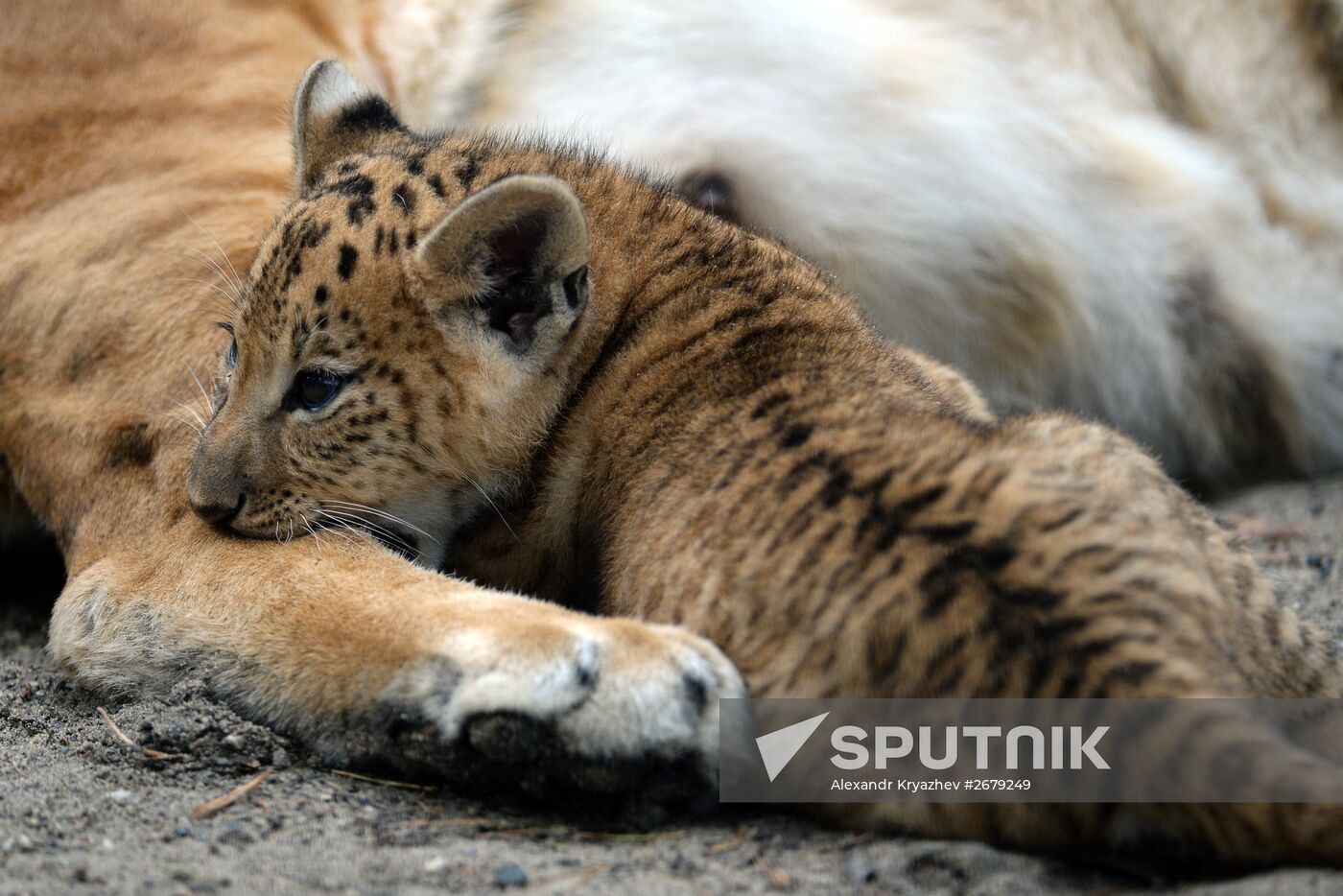 Ligress gives birth to new cubs in Novosibirsk Zoo