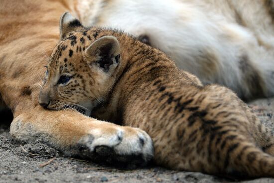 Ligress gives birth to new cubs in Novosibirsk Zoo