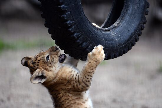 Ligress gives birth to new cubs in Novosibirsk Zoo