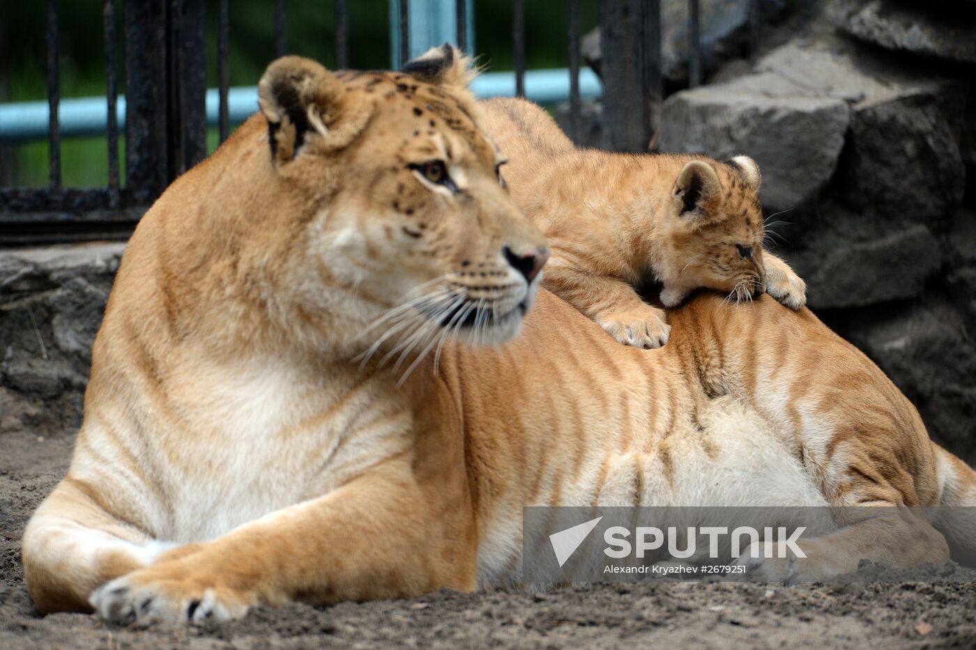 Ligress gives birth to new cubs in Novosibirsk Zoo