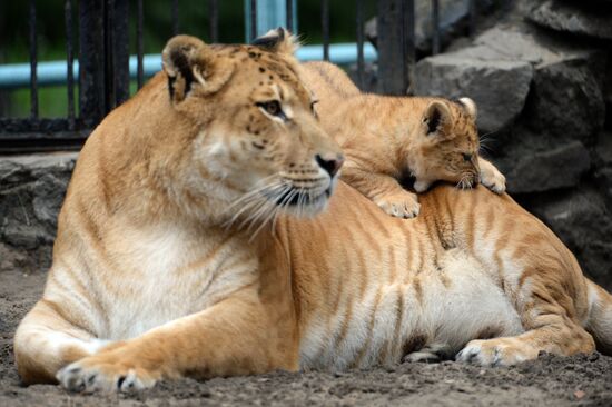 Ligress gives birth to new cubs in Novosibirsk Zoo