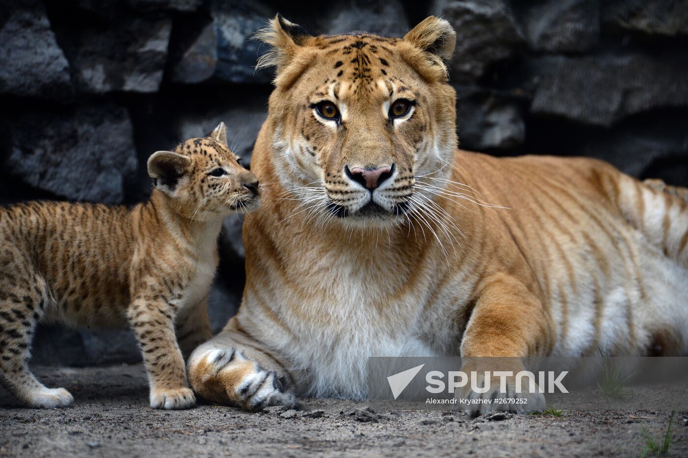Ligress gives birth to new cubs in Novosibirsk Zoo