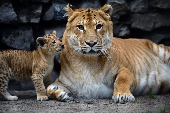 Ligress gives birth to new cubs in Novosibirsk Zoo
