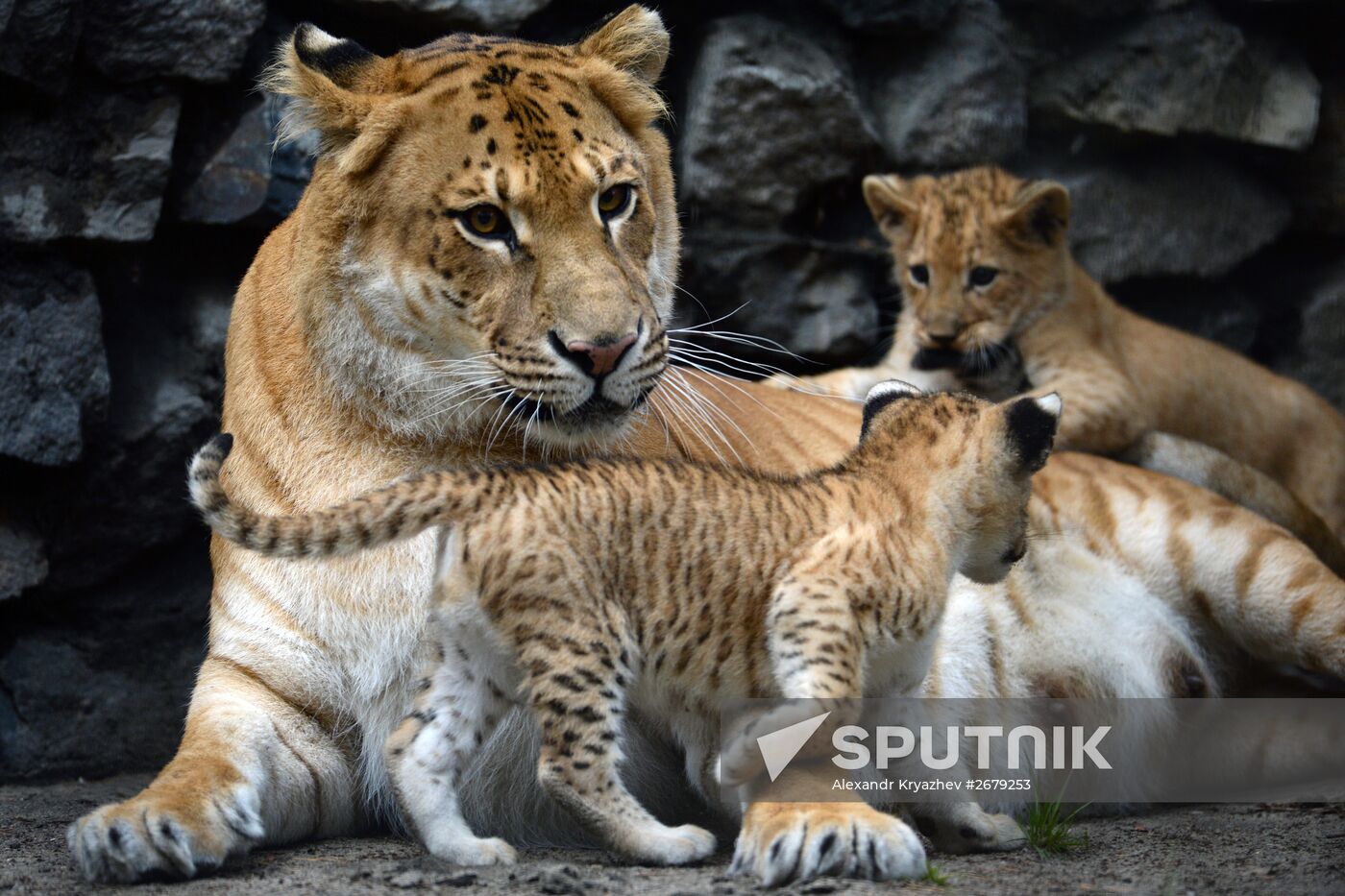 Ligress gives birth to new cubs in Novosibirsk Zoo