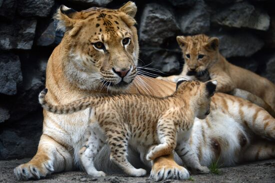 Ligress gives birth to new cubs in Novosibirsk Zoo