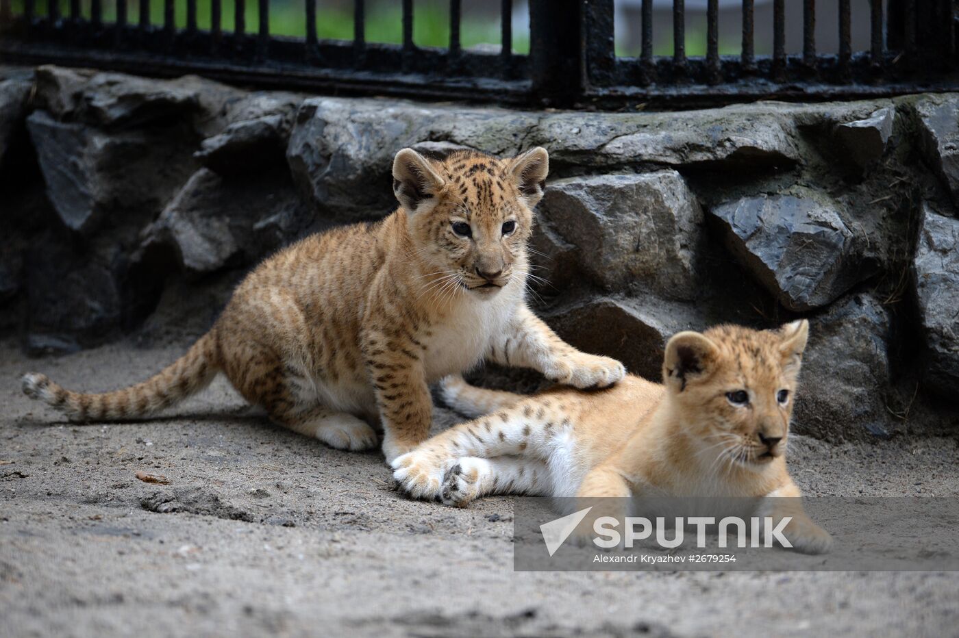 Ligress gives birth to new cubs in Novosibirsk Zoo