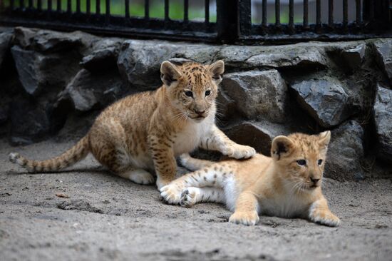Ligress gives birth to new cubs in Novosibirsk Zoo