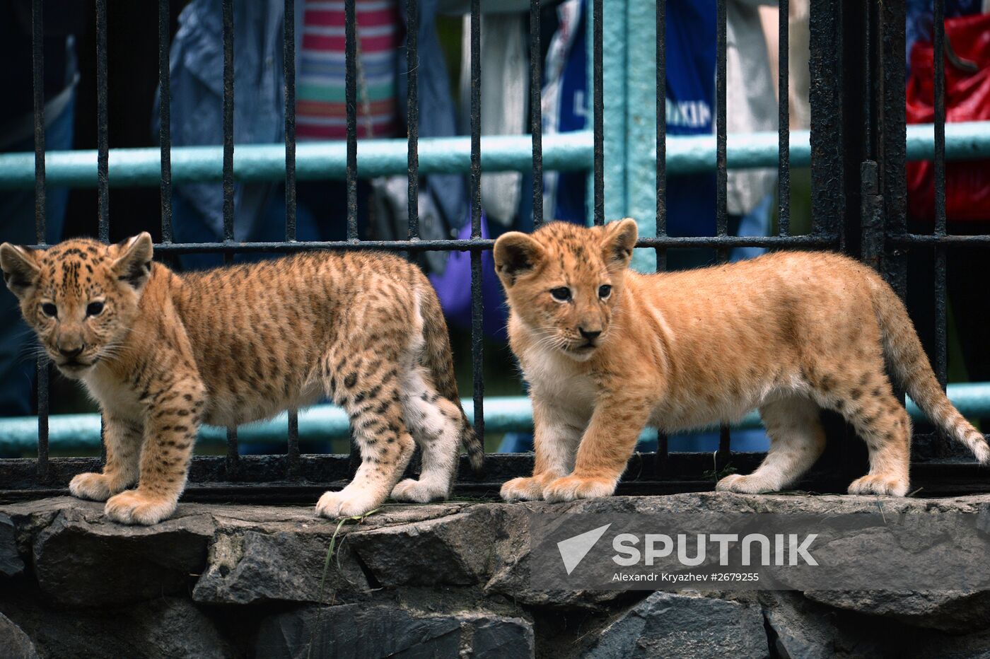 Ligress gives birth to new cubs in Novosibirsk Zoo