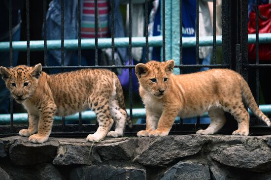 Ligress gives birth to new cubs in Novosibirsk Zoo