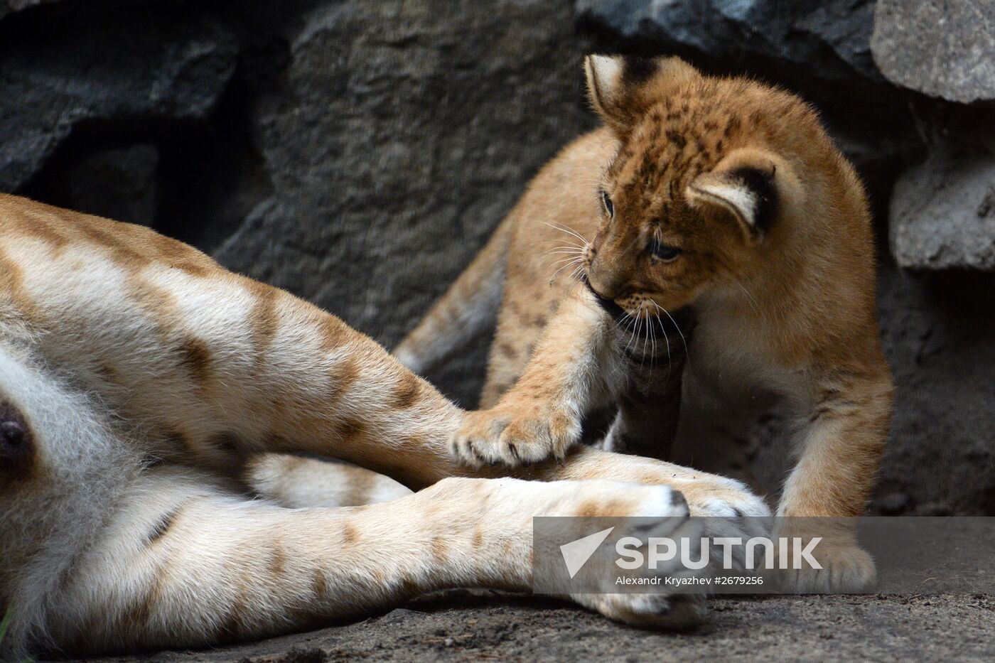 Ligress gives birth to new cubs in Novosibirsk Zoo