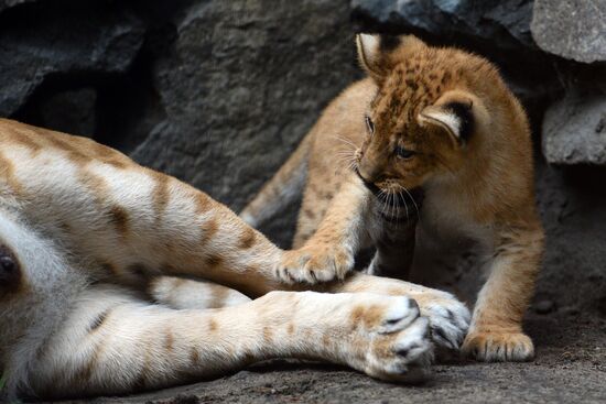 Ligress gives birth to new cubs in Novosibirsk Zoo