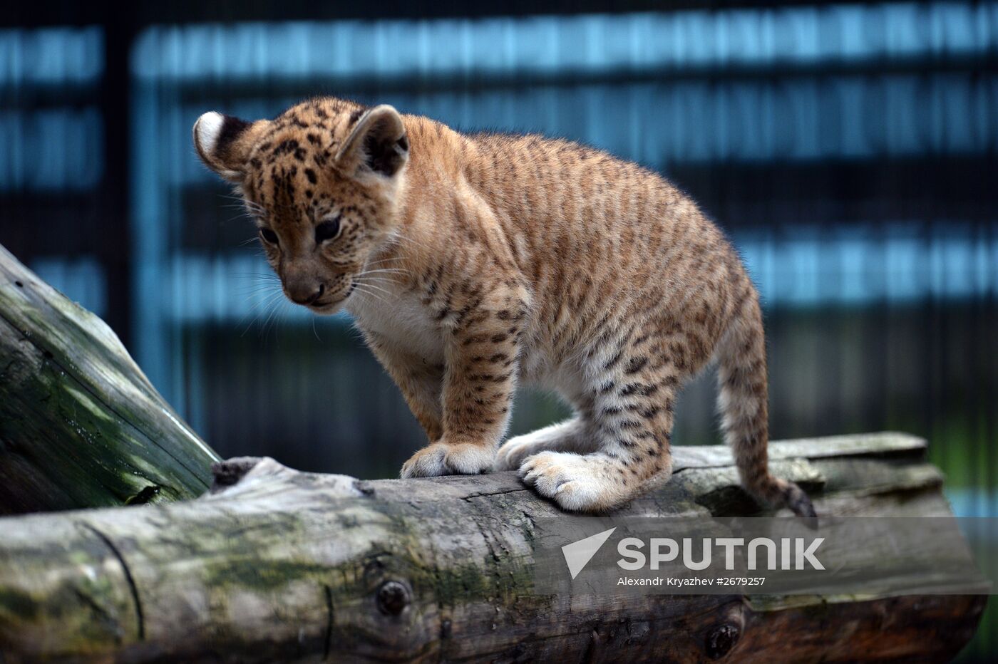 Ligress gives birth to new cubs in Novosibirsk Zoo