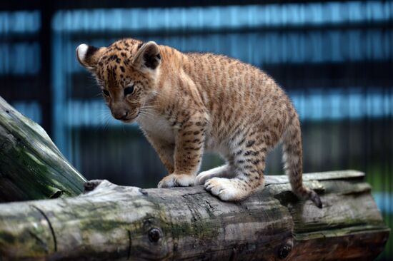 Ligress gives birth to new cubs in Novosibirsk Zoo