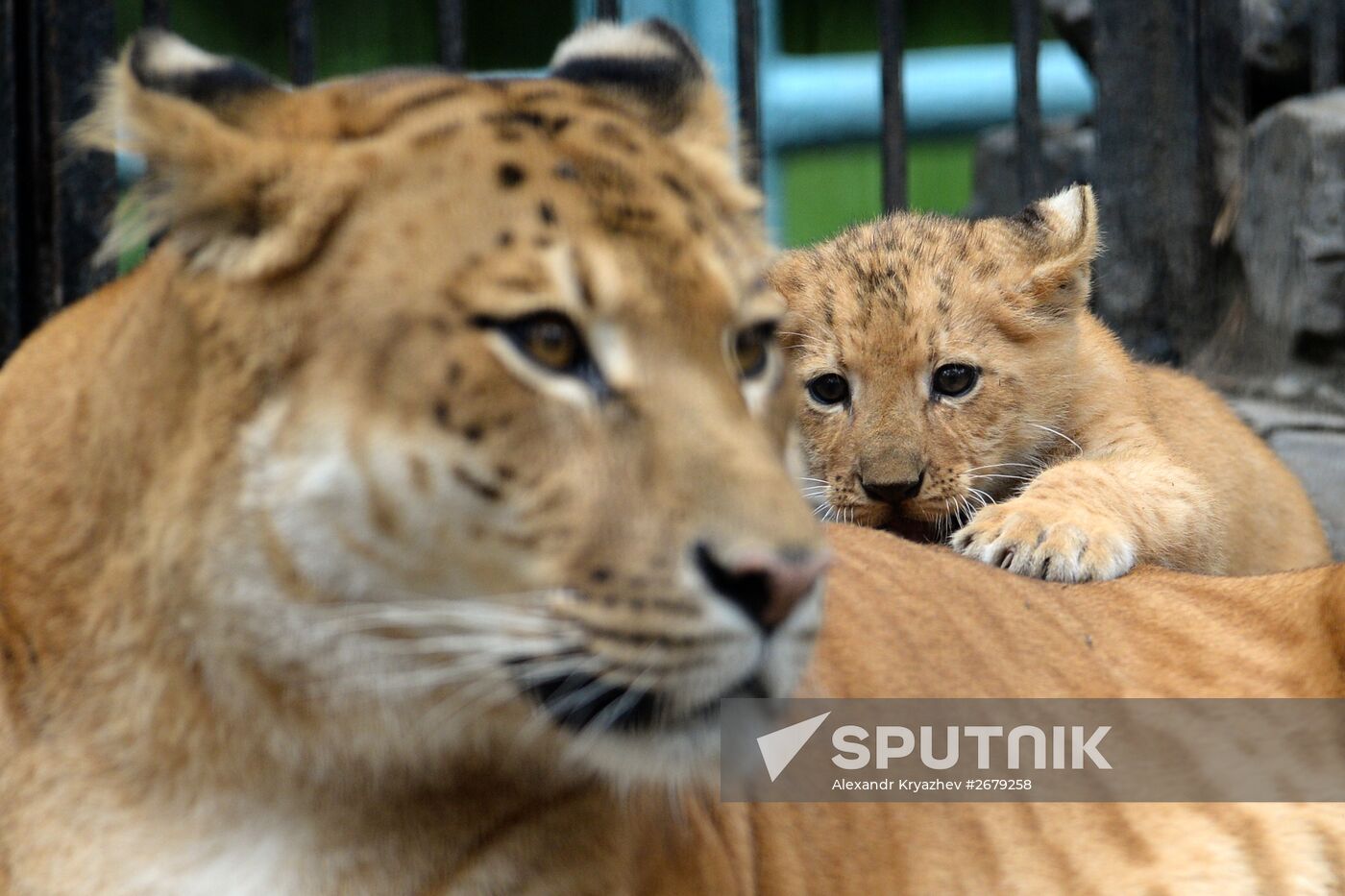 Ligress gives birth to new cubs in Novosibirsk Zoo