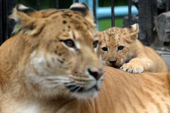 Ligress gives birth to new cubs in Novosibirsk Zoo