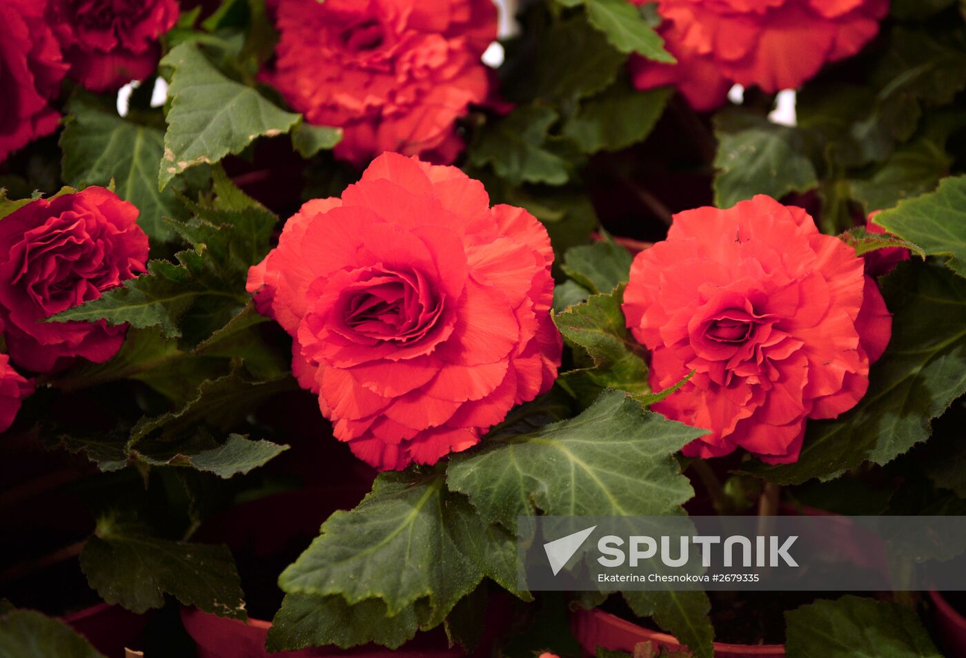 North Korean flowers displayed at the Central House of Artists