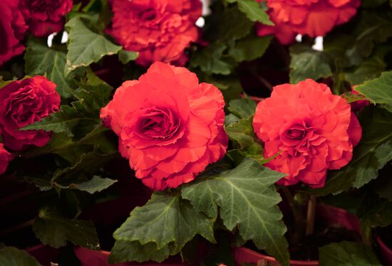 North Korean flowers displayed at the Central House of Artists