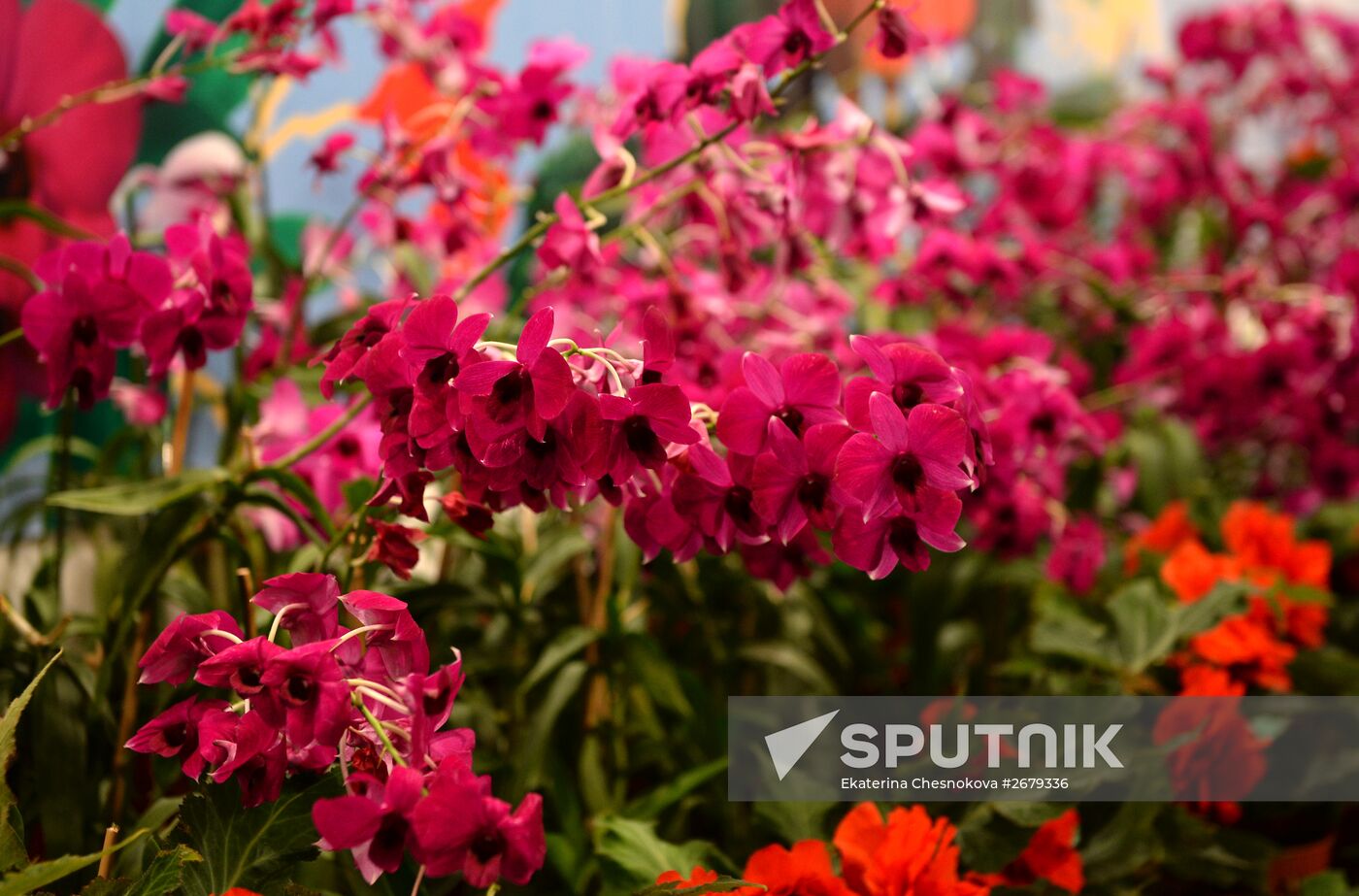 North Korean flowers displayed at the Central House of Artists