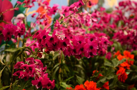 North Korean flowers displayed at the Central House of Artists