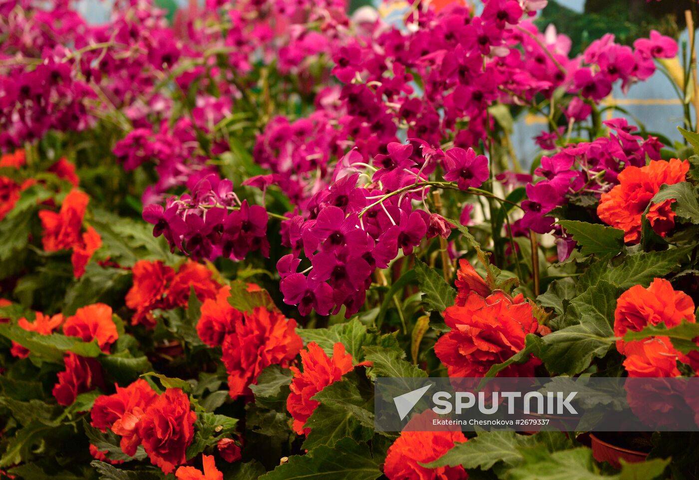 North Korean flowers displayed at the Central House of Artists
