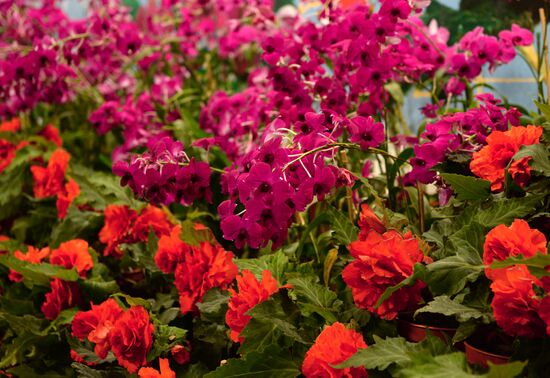 North Korean flowers displayed at the Central House of Artists